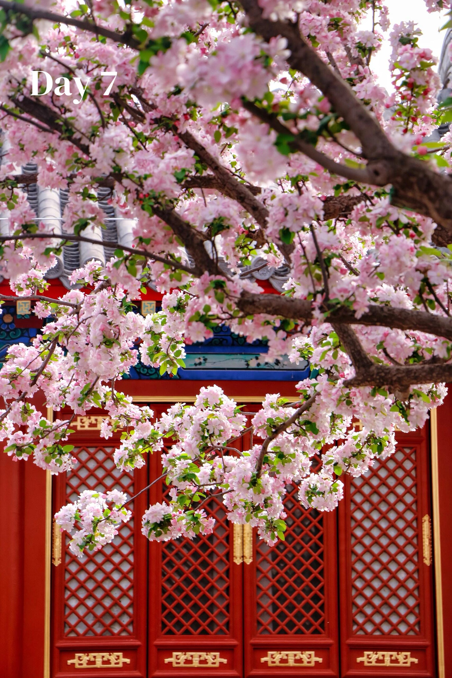All-In-One-China (Luxury 23-Days)