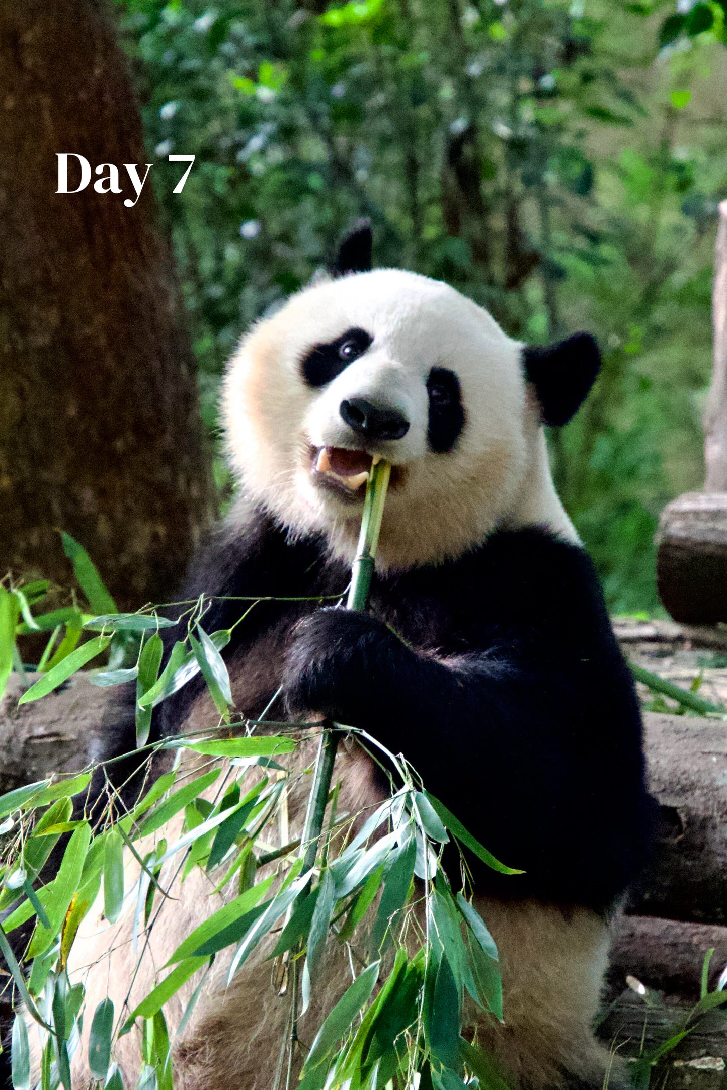 Route 2: Chengdu + Chongqing + Jiuzhaigou + Mount Emei + Dujiangyan + Leshan + Wulong Karst + Wujiang (Private Luxury 12-Days all 5*Diamond Grade Hotels)