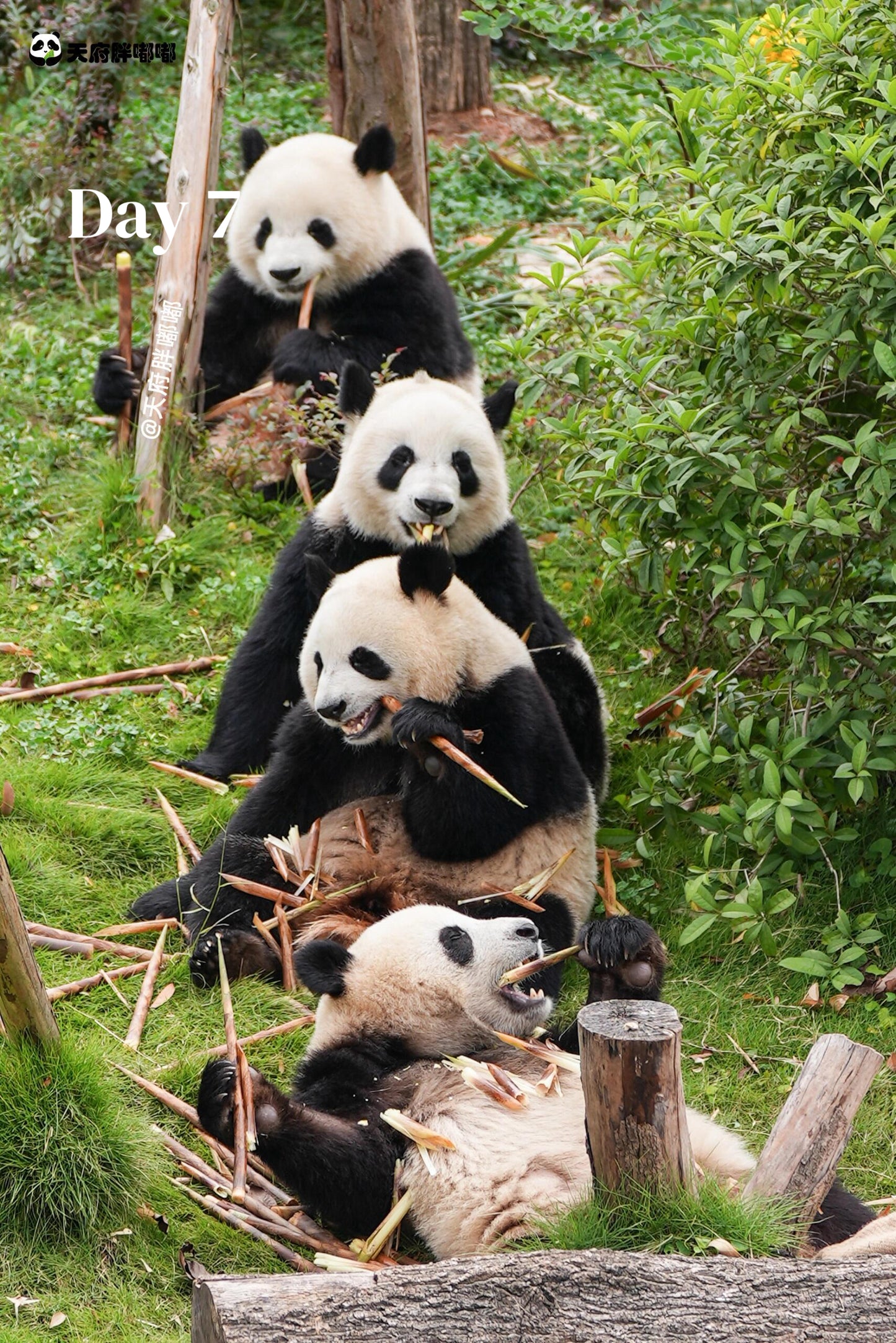 Route 2: Chengdu + Chongqing + Jiuzhaigou + Mount Emei + Dujiangyan + Leshan + Wulong Karst + Wujiang (Private Luxury 12-Days all 5*Diamond Grade Hotels)